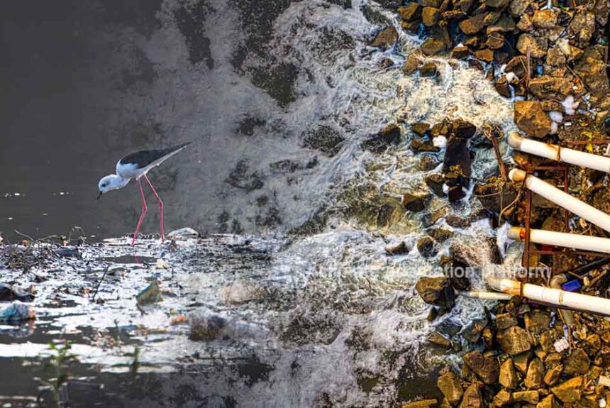 Climate Extremes Fuel Virus Spread in Waterways Polluted by Wastewater