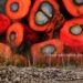 Why Local-Led Restoration Works Best in the Amazon and Beyond