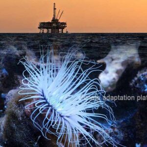 Deep Sea Mining Rises—At What Cost to Our Oceans?