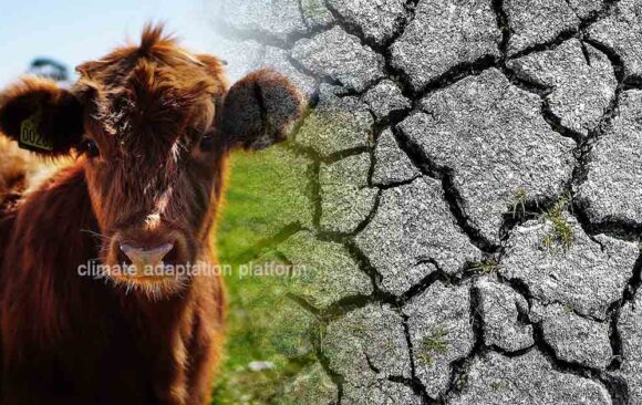 climate adaptation How Plant-Based and Dairy Milks The Environmental Cost of Dairy and Plant-Based Milks