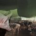 climate adaptation Manure-Linked Contamination