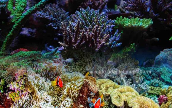 climate adaptation Scientists Discovers Super Corals Know the “Super Corals” that Can Adapt to Ocean Warming