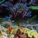 Know the “Super Corals” that Can Adapt to Ocean Warming
