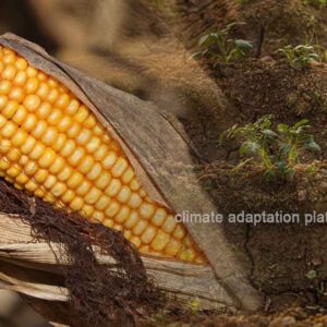 Climate Change Threatens Staples and Crop Diversity Near the Equator