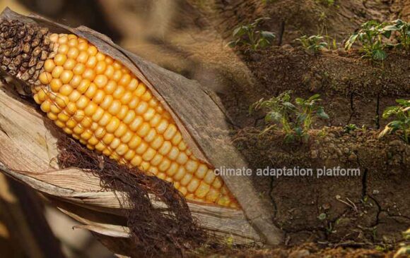 climate adaptation Study Finds Climate Change Poses Climate Change Threatens Staples and Crop Diversity Near the Equator