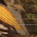 Climate Change Threatens Staples and Crop Diversity Near the Equator