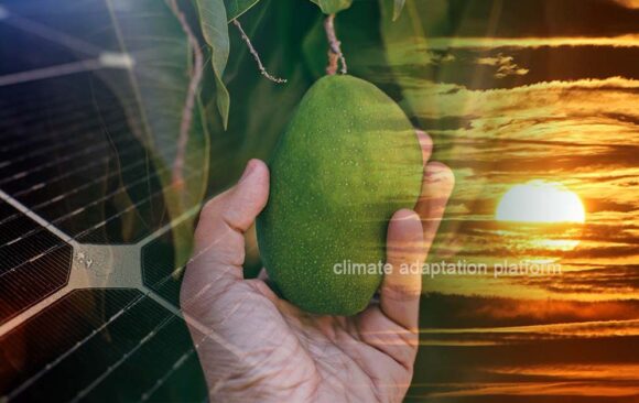 climate adaptation Transforming Tanzania's Mango Farms Solar Power and Drip Irrigation Improve Tanzania’s Mango Farms