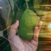 Solar Power and Drip Irrigation Improve Tanzania’s Mango Farms