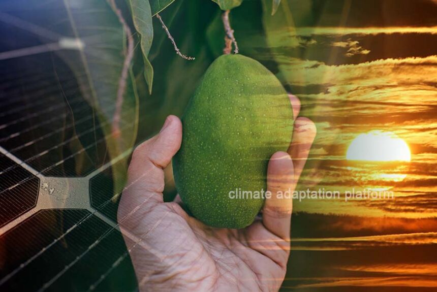 Solar Power and Drip Irrigation Improve Tanzania’s Mango Farms