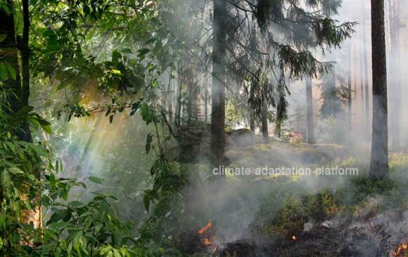 climate adaptation WRI Report Shows Wildfires Wildfires Cause Record Tropical Forest Loss in 2024