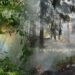 Wildfires Cause Record Tropical Forest Loss in 2024