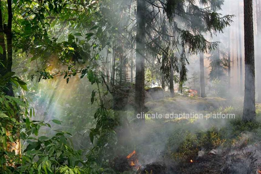 Wildfires Cause Record Tropical Forest Loss in 2024