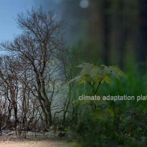 Ethiopia’s Bold Land Restoration Becomes a Model for the World