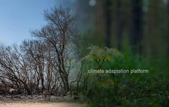 Ethiopia’s Bold Land Restoration Becomes a Model for the World