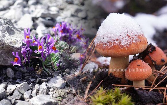climate adaptation Mountain Plants Struggle to Adapt Climate Change Threatens Mountain Flora’s Survival