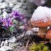 Climate Change Threatens Mountain Flora’s Survival