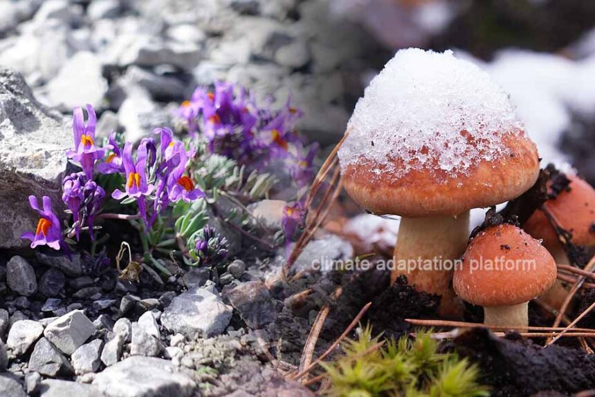 Climate Change Threatens Mountain Flora’s Survival