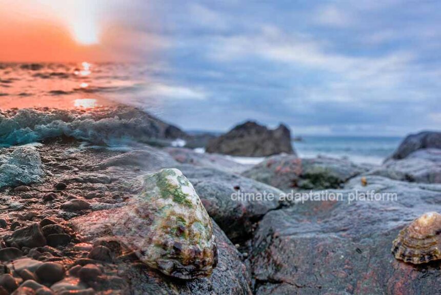 How Limpets Mitigate Climate Change and Help Coastal Ecosystems