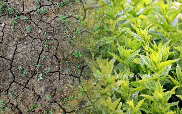 climate adaptation Climate-Related Risks Threatens Climate Adaptation Efforts to Safeguard India’s Mint Industry