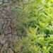 Climate Adaptation Efforts to Safeguard India’s Mint Industry