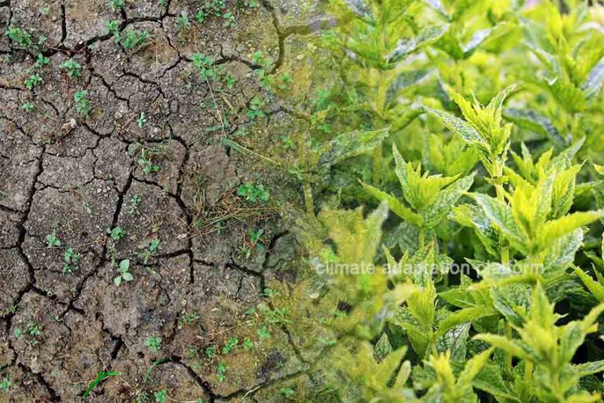 Climate Adaptation Efforts to Safeguard India’s Mint Industry