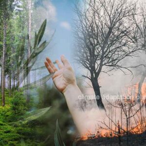 Forest Fires Push Carbon Sequestration to 20-Year Low