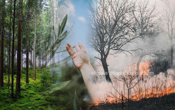 Forest Fires Push Carbon Sequestration to 20-Year Low