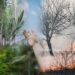 Forest Fires Push Carbon Sequestration to 20-Year Low