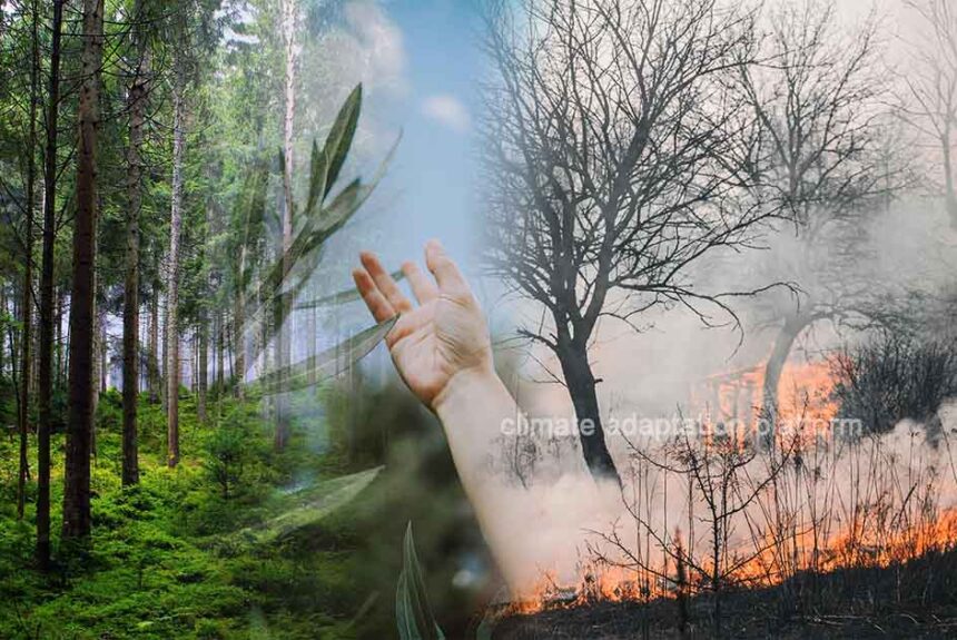 Forest Fires Push Carbon Sequestration to 20-Year Low