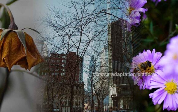NYC Transforms Parks into Thriving Habitats For Pollinators