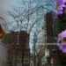 NYC Transforms Parks into Thriving Habitats For Pollinators