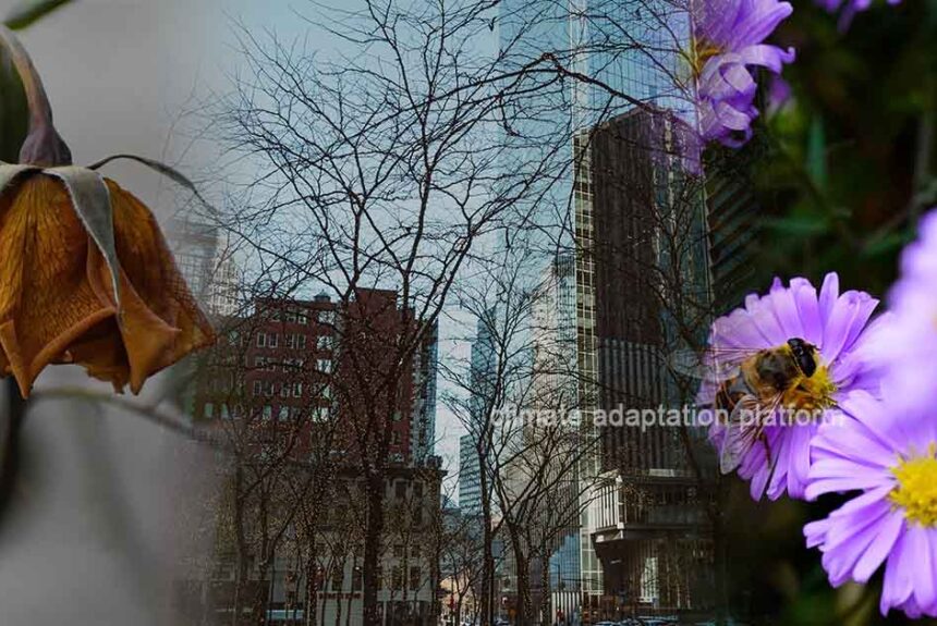 NYC Transforms Parks into Thriving Habitats For Pollinators