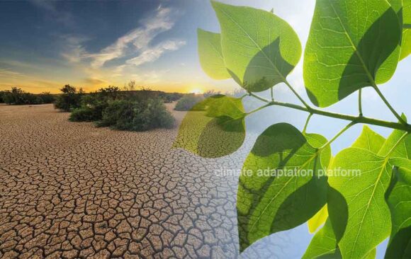 What Crossing the 1.5°C Limit Means for the Planet’s Future
