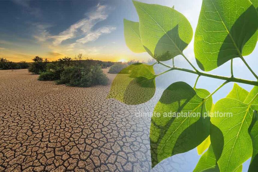 What Crossing the 1.5°C Limit Means for the Planet’s Future