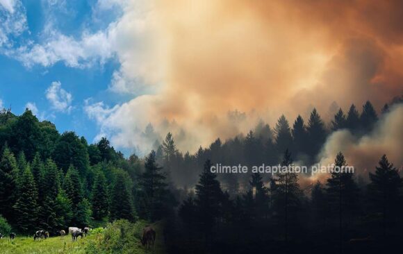 climate adaptation The Powerful Role of Grasslands Powerful Role of Grasslands in Mitigating Climate Change