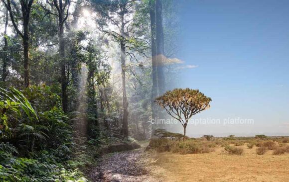 climate adaptation The Role of Naturally Why Naturally Regenerating Forests Matter for Climate Mitigation