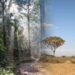 Why Naturally Regenerating Forests Matter for Climate Mitigation
