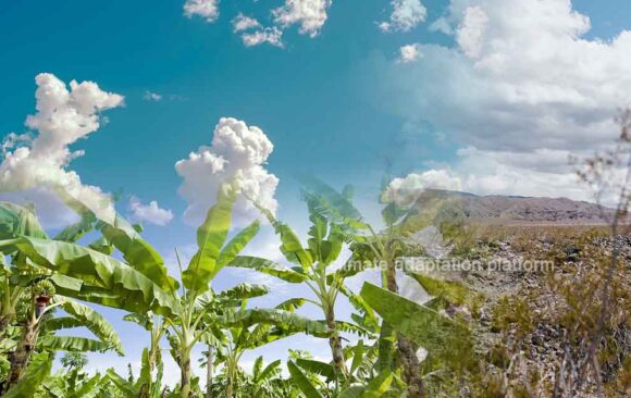 climate adaptation Climate Change Threatens Banana Production Protecting Banana Farmers in the Face of Climate Change