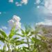 Protecting Banana Farmers in the Face of Climate Change