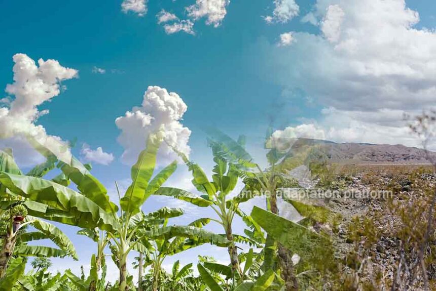 Protecting Banana Farmers in the Face of Climate Change