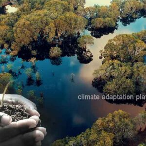 Fishbone Canals Drive Successful Mangrove Restoration in Tamil Nadu