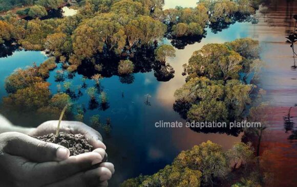 Fishbone Canals Drive Successful Mangrove Restoration in Tamil Nadu