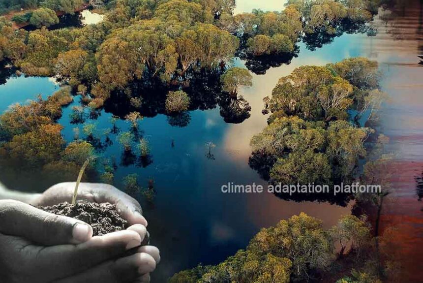 Fishbone Canals Drive Successful Mangrove Restoration in Tamil Nadu