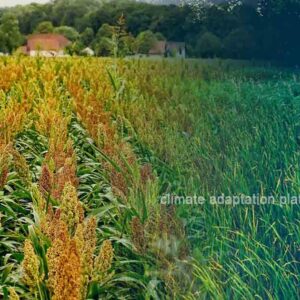 How Sorghum Enhances Indonesia’s Food Security and Adaptation