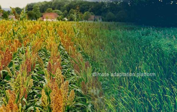 climate adaptation Sowing Resilience, How Sorghum Cultivation How Sorghum Enhances Indonesia’s Food Security and Adaptation