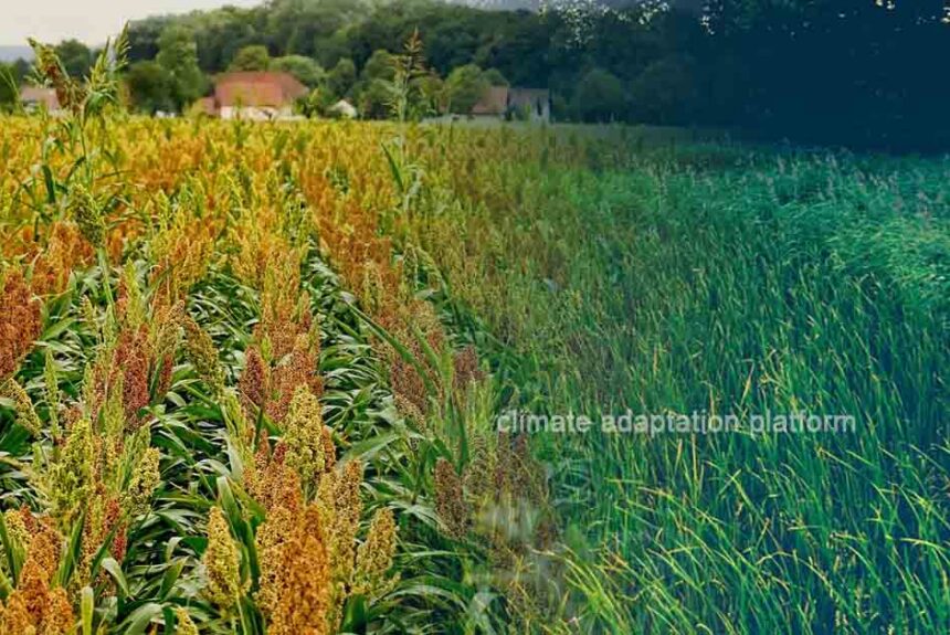 How Sorghum Enhances Indonesia’s Food Security and Adaptation