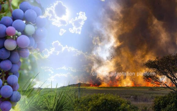 climate adaptation Adapting Wine Production How Winemakers are Adapting to Climate Change