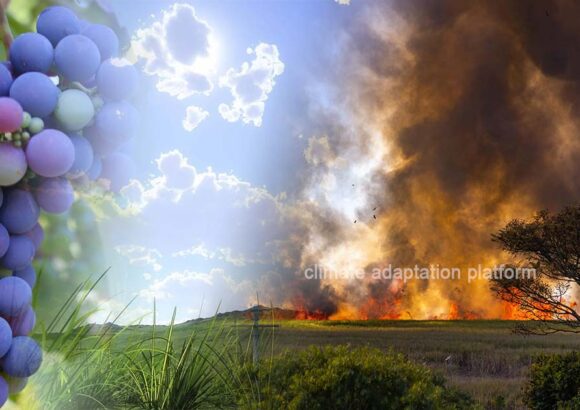 How Winemakers are Adapting to Climate Change