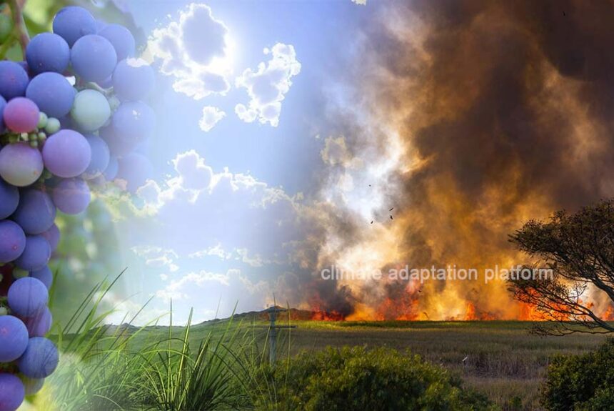 climate adaptation Adapting Wine Production How Winemakers are Adapting to Climate Change