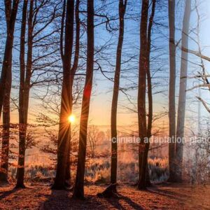 climate adaptation Balancing Act, Cocoa Production Balancing Ghana’s Cocoa Production and Forest Conservation